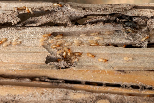 Best Wasp Removal Services  in Southgate, MI